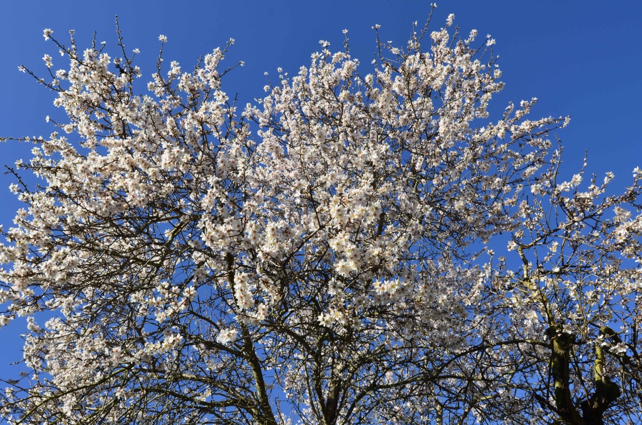 Et mandeltre i full blomst