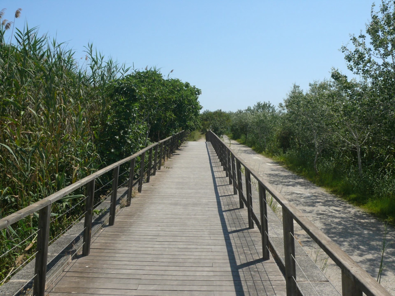 En träspång i naturparken S'Albufera