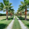 Oasi di palme in posizione privilegiata! Incantevole finca a due passi dal porto – 6